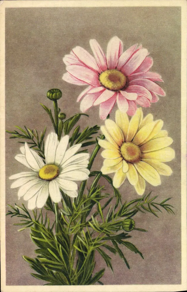 Flores de margaridas — rosa, amarela, branca — editor não visível - Frente