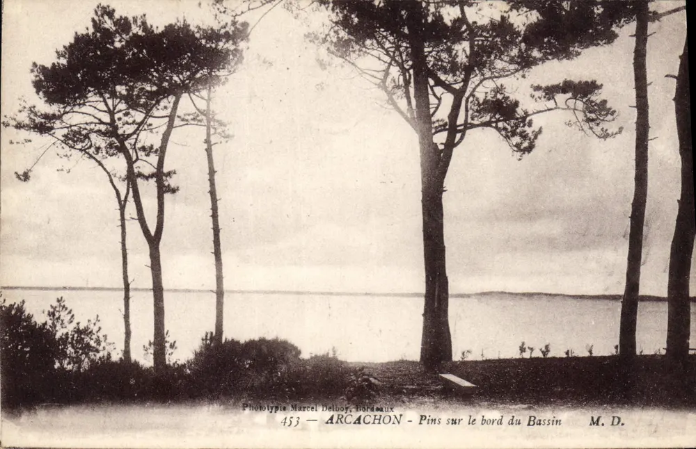 Arcachon — Kiefern am Rand des Beckens — Phototypie Marcel Delbouy, Bordeaux, n° 453 - Vorderseite