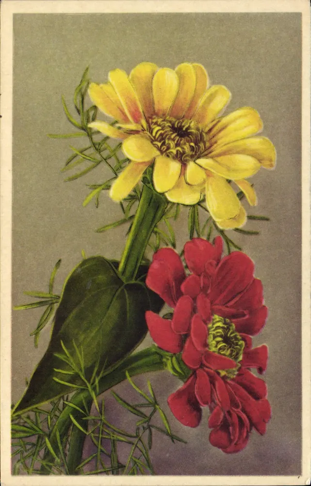 Flores de zinnias — amarelo e vermelho — edições anônimas, série não identificável - Frente