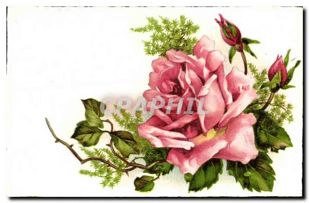 Rosas — flor e botões — editor não visível - Frente