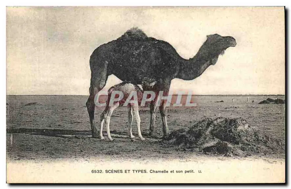 चमेल और उसका बच्चा — सीन्स एट टाइप्स — LL, संख्या 6532 - आगे
