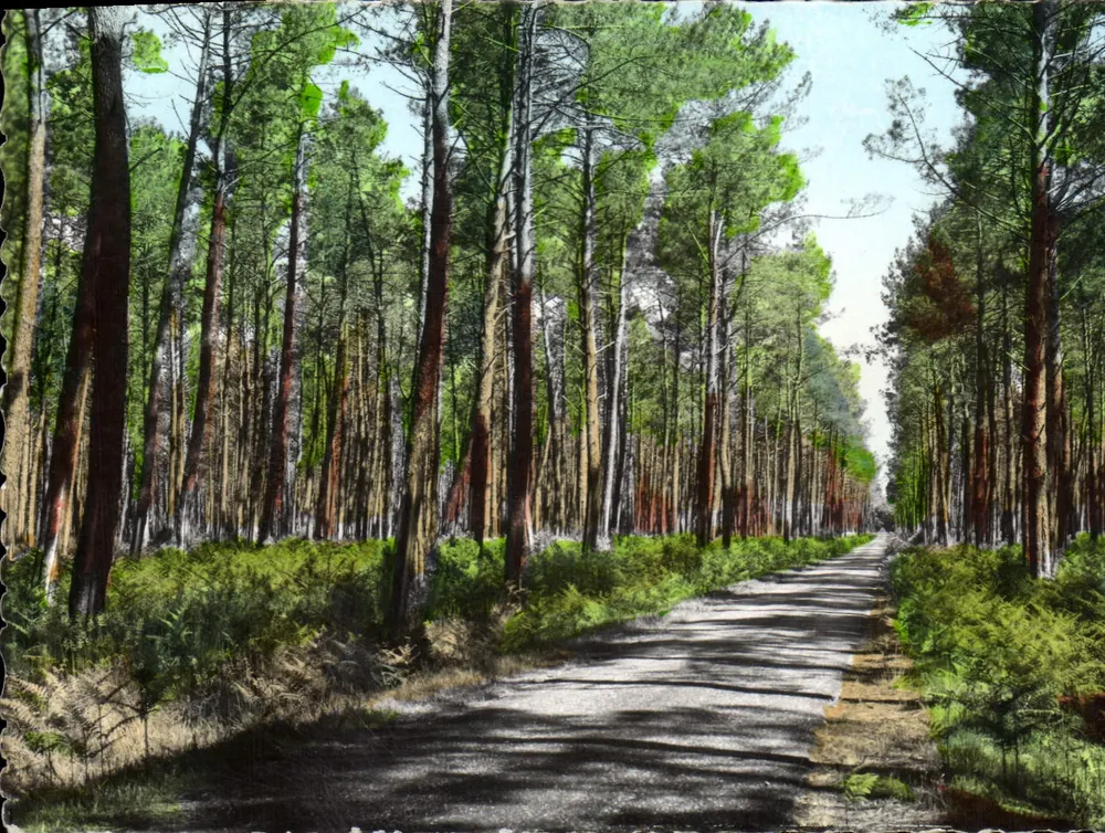 La Carretera en el Bosque de Pinos — La Lande — Châteauneau - Anverso