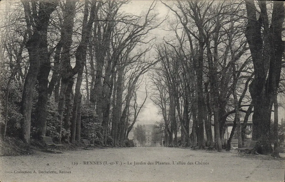 Rennes (Ille-et-V.) - Der Botanische Garten. Die Reihe der Eichen — Sammlung A. Dechelette, Rennes - Vorderseite