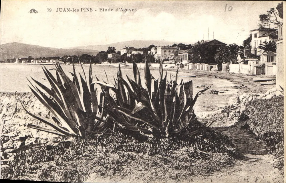 Juan-les-Pins — Estudo de Agaves — Bilhete postal moderno - Frente