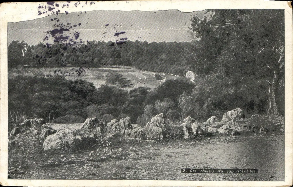 Os oliveiras do cabo de Antibes — carta postal n°2 — editor não visível - Frente