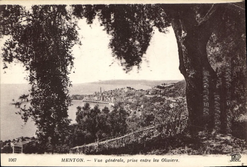 Menton — Allgemeiner Blick, zwischen den Olivenbäumen — J.H. Phot. - Vorderseite