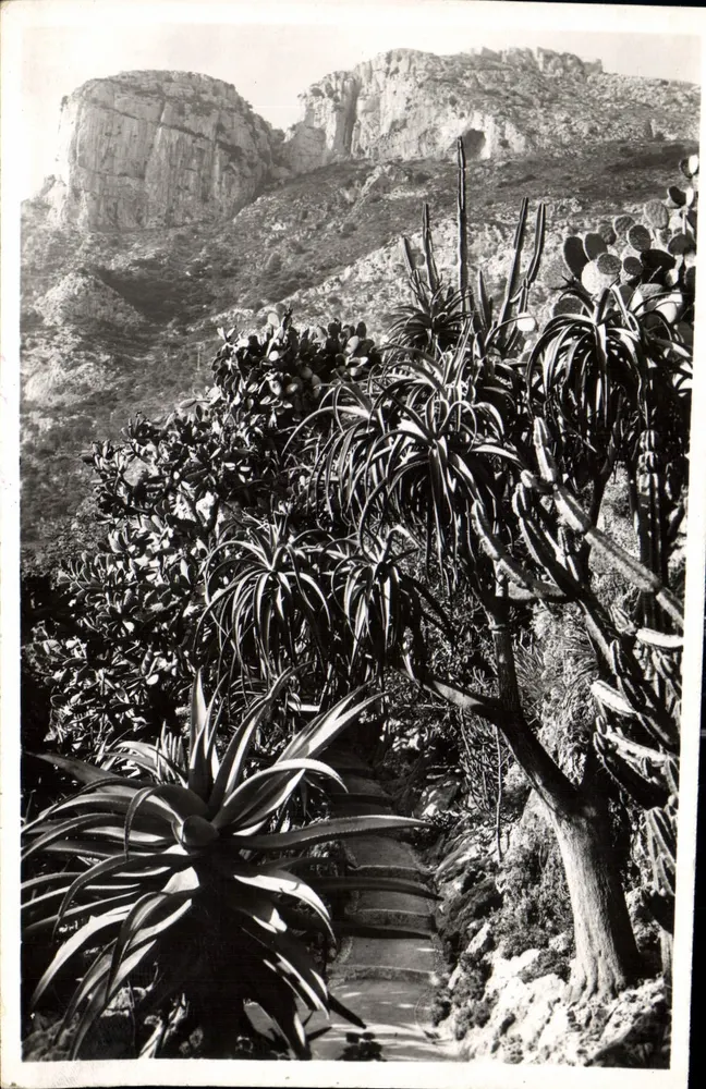 Monaco — Exotische Gärten — Aloe und Opuntia-Varianten - Vorderseite