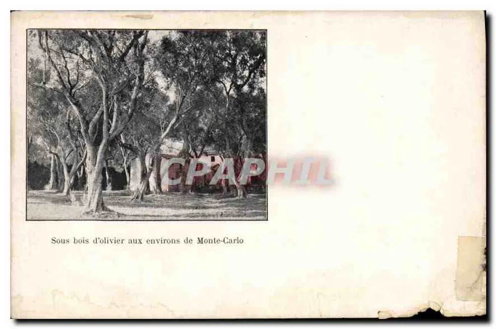 Sottofondo di ulivi nei dintorni di Monte-Carlo — Tipografia Robaudy, Cannes - Recto