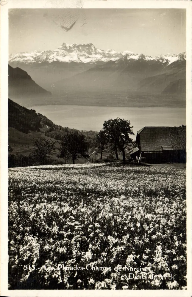 Les Plarades-Champs de Narcisse et Dents du Midi — n° 813 — Fot. Ed. O. RATORI, Genebra - Frente