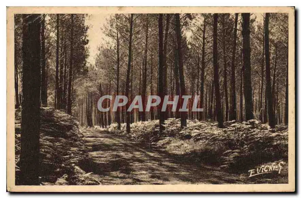 Kiefernwald — Maultierpfad zwischen Kiefern und Farne — Éditions E. Vignes - Vorderseite