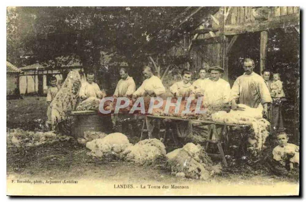 Lande - A Tonte dos Cordeiros — F. Berodde, fot., Arjuzanes (Landes) - Frente