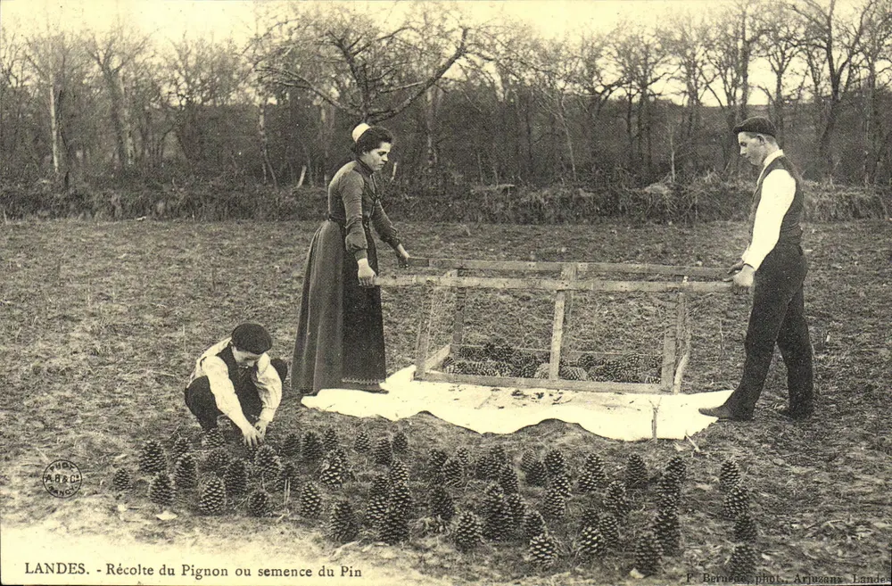Landes - Récolte du Pignon ou semence du Pin — F. Bernège, fot. Arjuzans, Landes - Frente