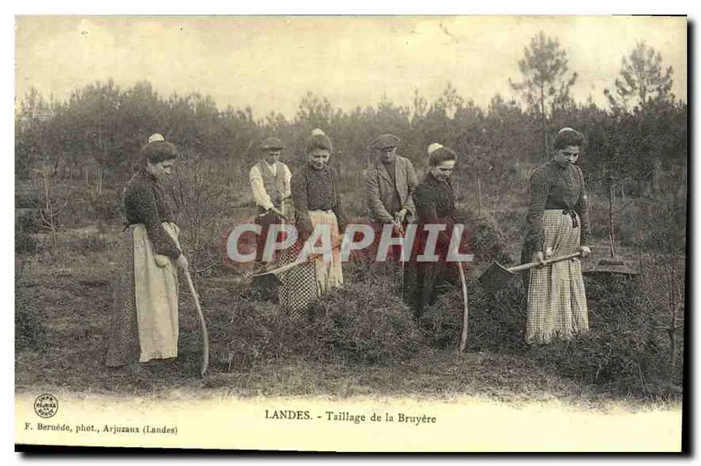 Landes - Taillage da Bruyère — F. Bernède, fot., Arjuzans (Landes) - Frente