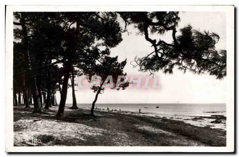 Kiefern am Ufer der Plage du Mauret — Andernos-les-Bains — Editions Tito, Bordeaux - Vorderseite