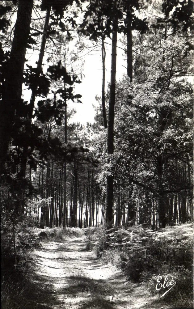 Rodovia na Floresta — Arcachon — Editor L. Chatagneau, n° 1427 - Frente