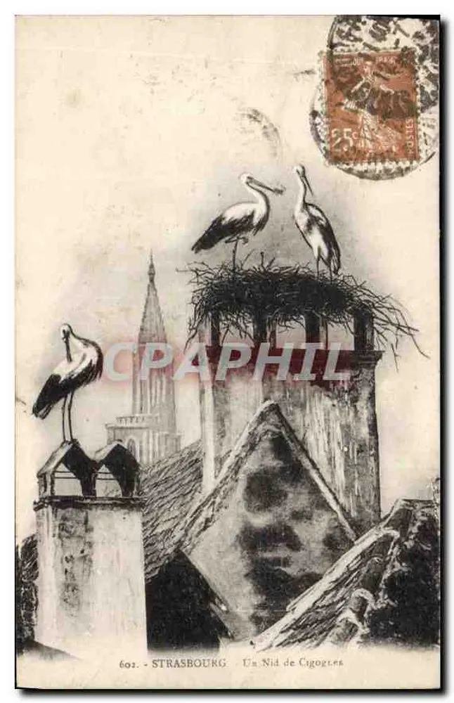 Strasburgo — Un Nido di Cigogne — editore non identificato, n° di serie 601 - Recto