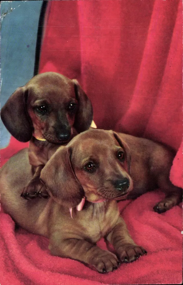 Dois filhotes de dachshund — fundo vermelho — editor desconhecido - Frente