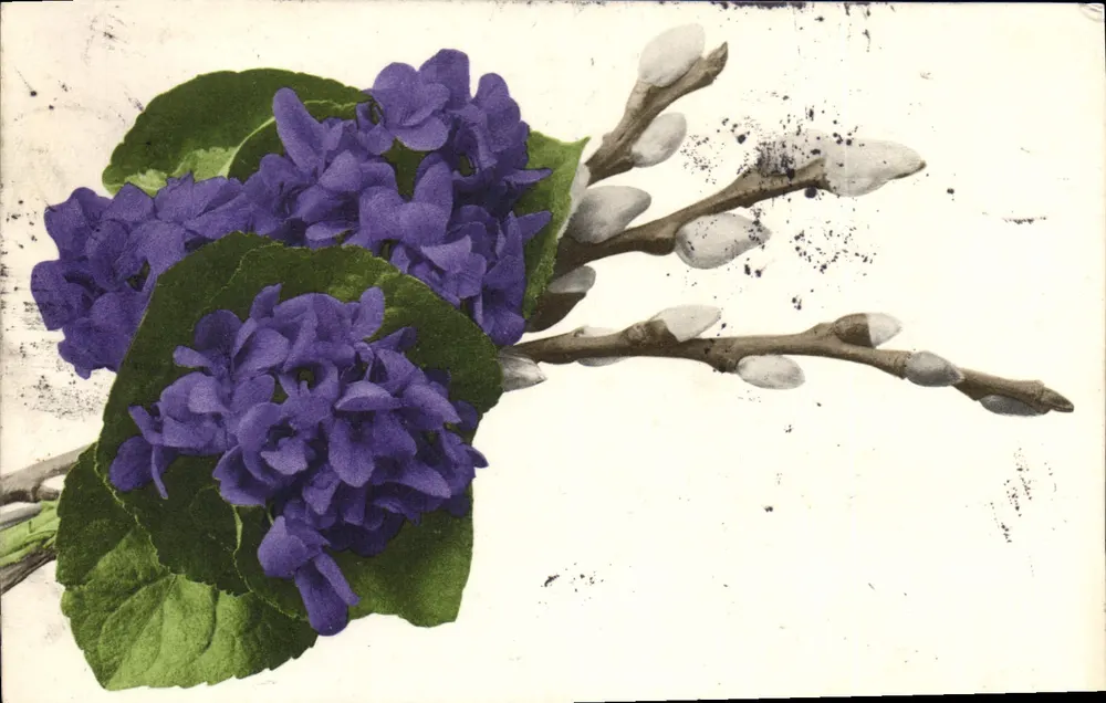 Violetas e galhos de salgueiro — editor não visível — datada 1907 - Frente
