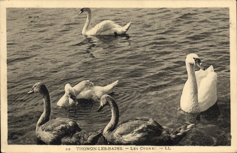 Thonon-les-Bains — Os Cisnes — LL - Frente