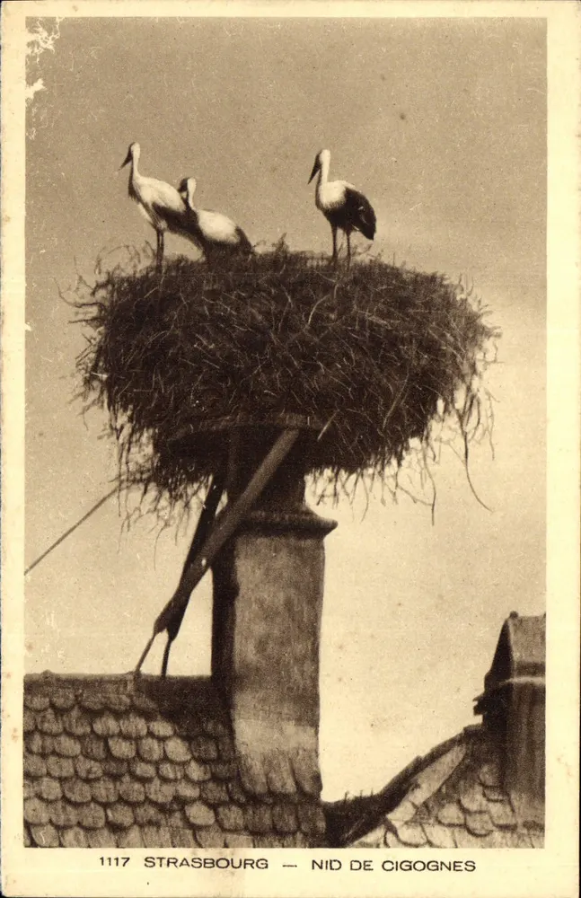 Estrasburgo — Ninho de corujas — Braun & Cie, Imp.-Edit., Pluhause-Dornach, n° 1117 - Frente