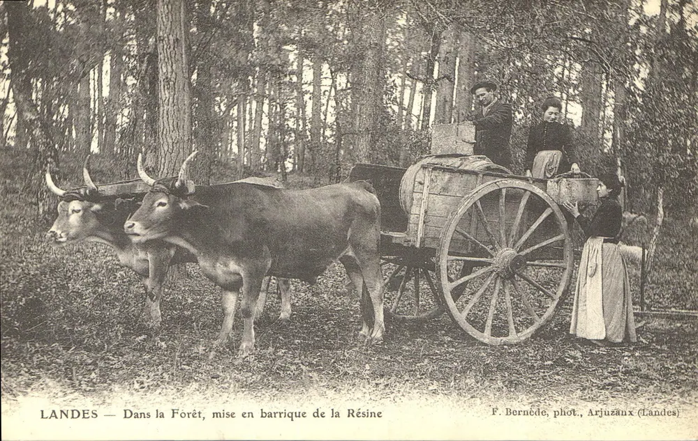 Landes — In der Forêt, Fässer mit Kiefernharz werden geladen — F. Bernède, phot., Arjuzaux (Landes) - Vorderseite