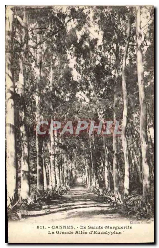 Cannes - Île Sainte-Marguerite - Die große Eukalyptusallee — Edition Gillet - Vorderseite