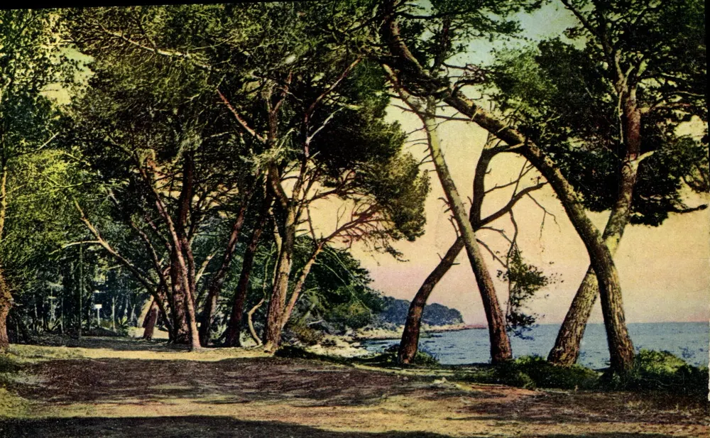 Schattige Allee — Île Sainte-Marguerite — Levy & Neurdein Reunis - Vorderseite