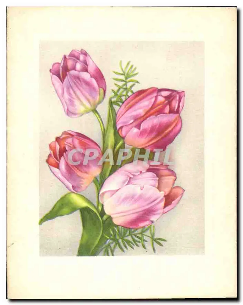 Arranjo de tulipas — ilustração botânica — Impresso na Bélgica 10398 - Frente