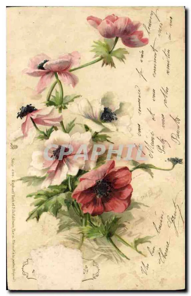Anemonki — seria 206 — wydawnictwo Kegham & Tuckey, Paryż - Awers