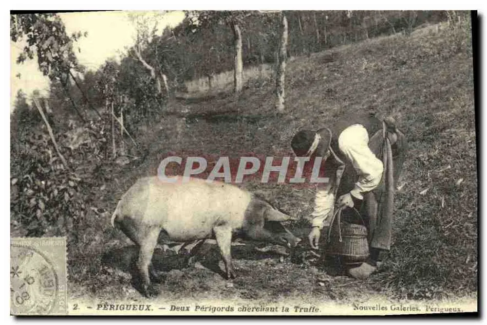 Périgueux — Zwei Périgords auf der Suche nach Trüffeln — Nouvelles Galeries, Périgueux - Vorderseite