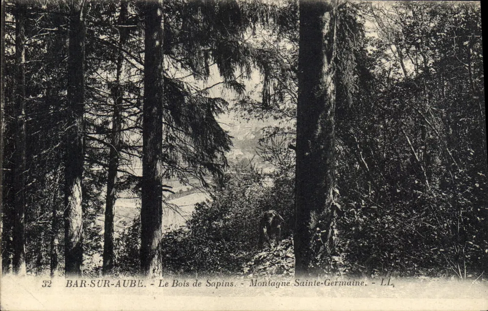 Bar-sur-Aube — Der Kiefernwald — Berg Saint-Germain — LL - Vorderseite