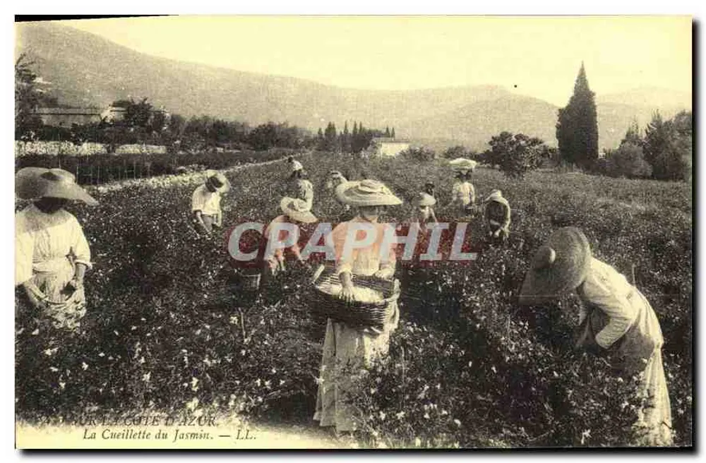La Cueillette du Jasmin — La Côte d'Azur — L.L. - Anverso