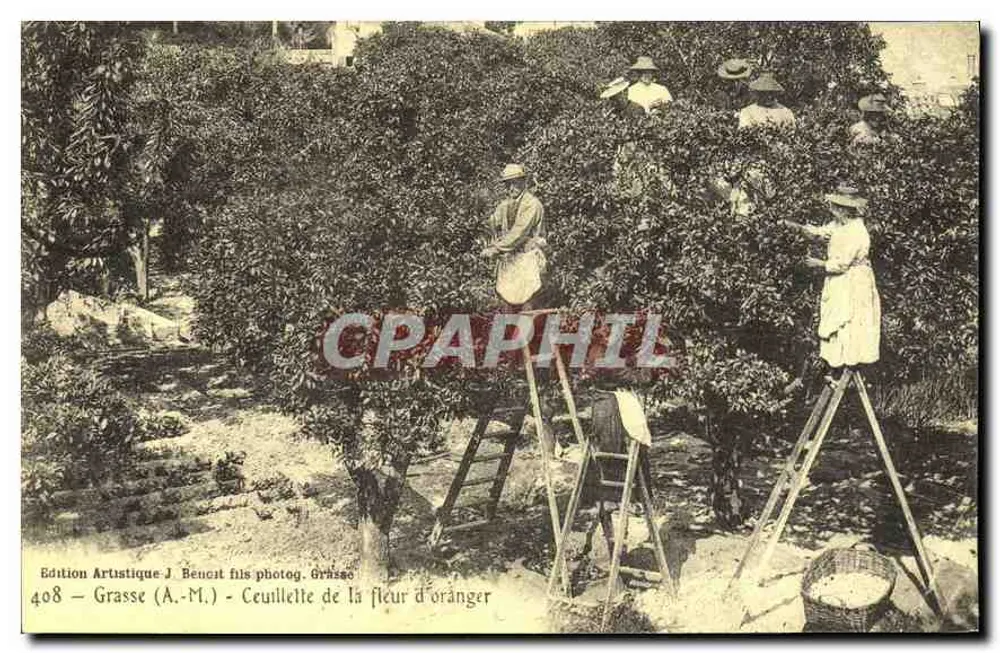 Grasse (A.-M.) — Colheita da flor de laranjeira — Edição Artística J. Bencet filho fotog. Grasse, n° 408 - Frente