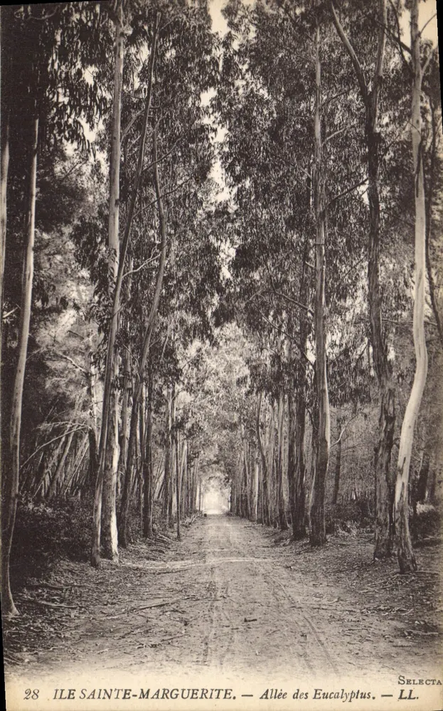 Ilha Santa Marguerita — Avenida dos Eucaliptos — Selecta LL n°28 - Frente