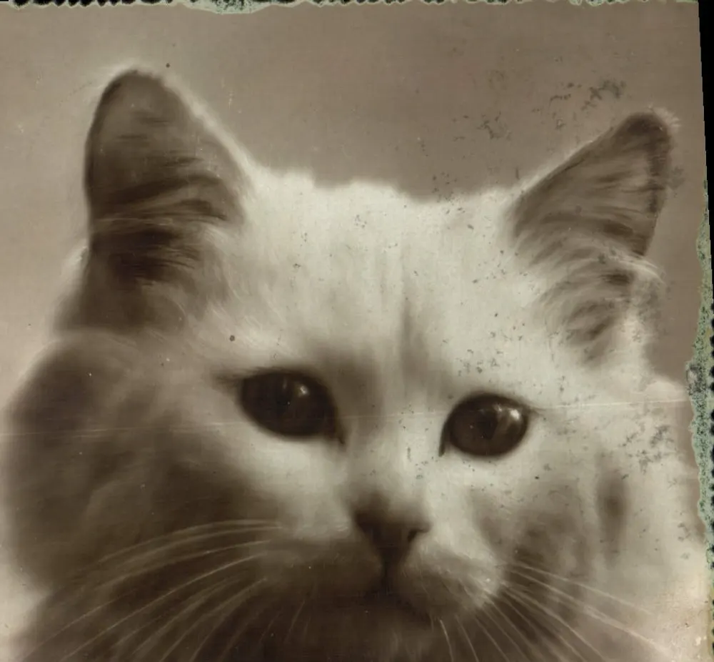 Gato branco — retrato sépia — Chaumont (Marne) - Frente