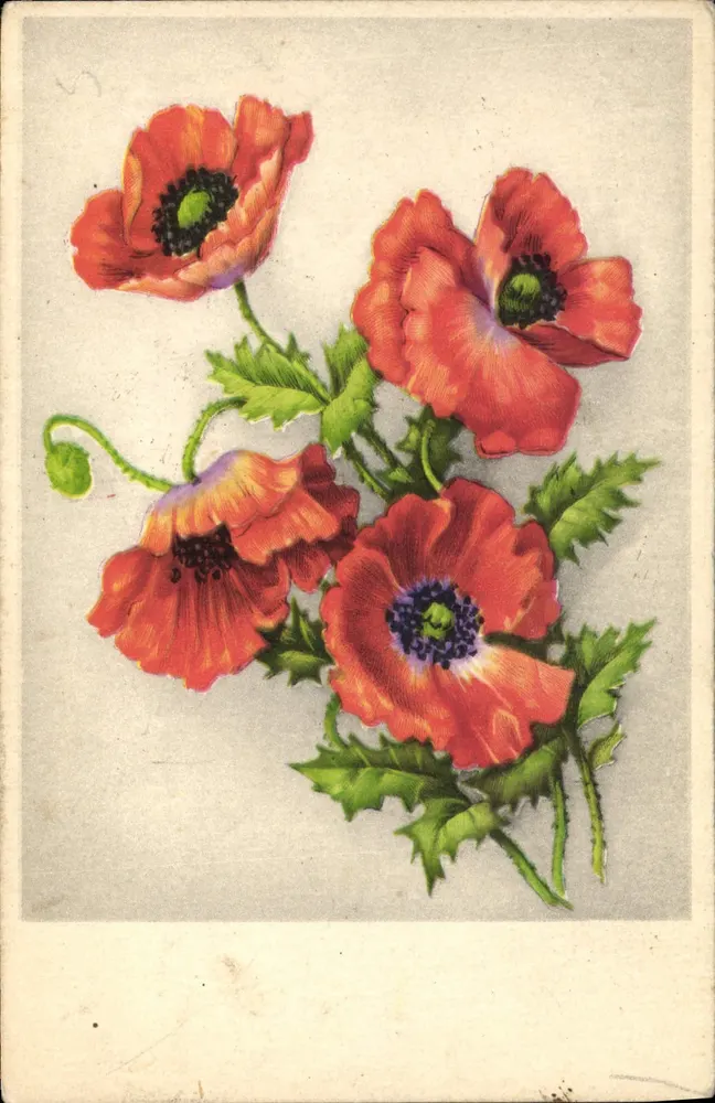 Flores de papoula — ilustração colorida — editor especial, n° 840 - Frente