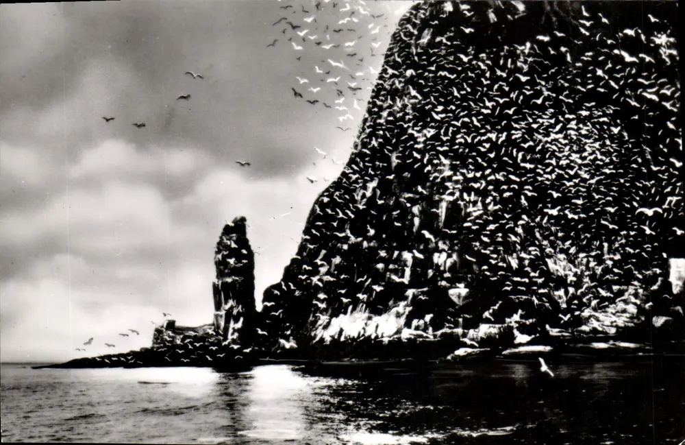 Colônia de gaivotas — ilha de Skellig Michael — editor não identificado - Frente