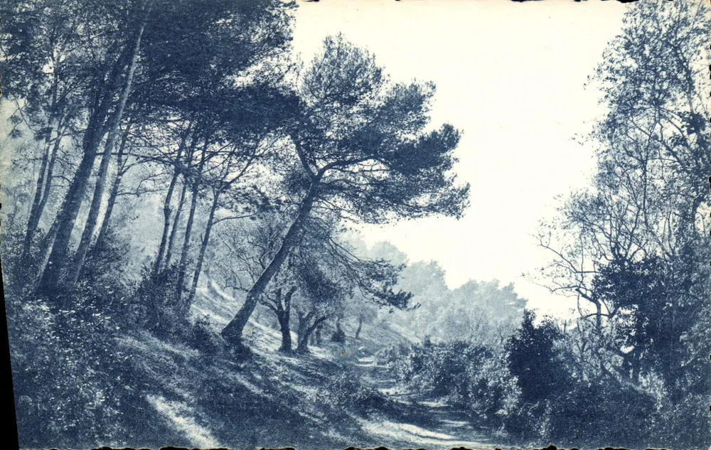 Floresta de pinheiros — Estudo de árvores — Editado pela Agência Nacional de Viagens - Frente