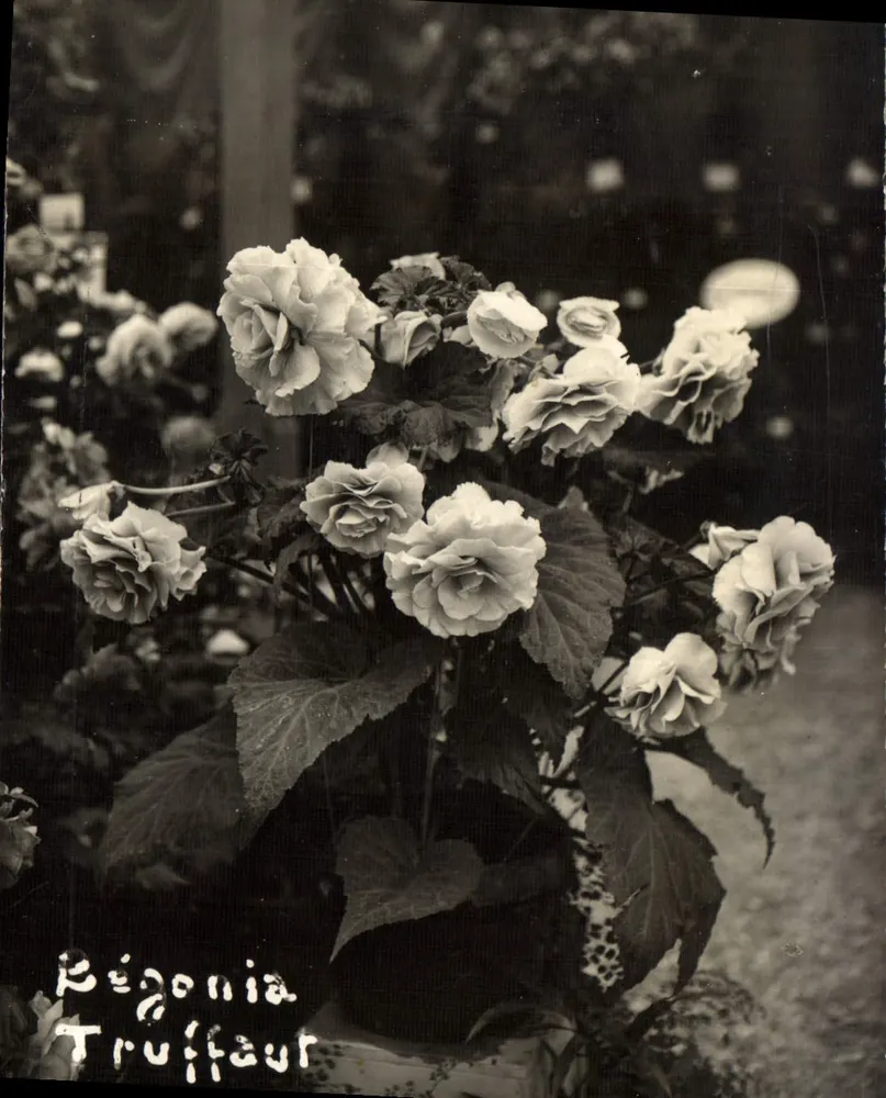 Bégonia Truffaut — Exposição floral — Carta postal - Frente