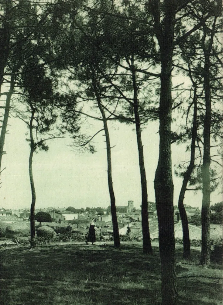 La Tranche-sur-Mer — Blick auf den Pinienstrand — La Lucielle - Vorderseite