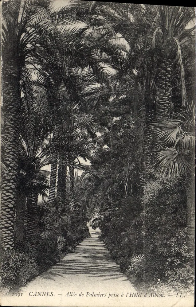 Cannes — Palmengasse vom Albion-Hotel aus — LL, 1909 - Vorderseite