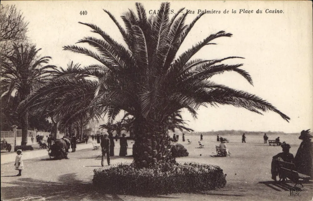 Cannes. — Ansicht der Palmen auf dem Place du Casino. — Jhot, n° 440 - Vorderseite