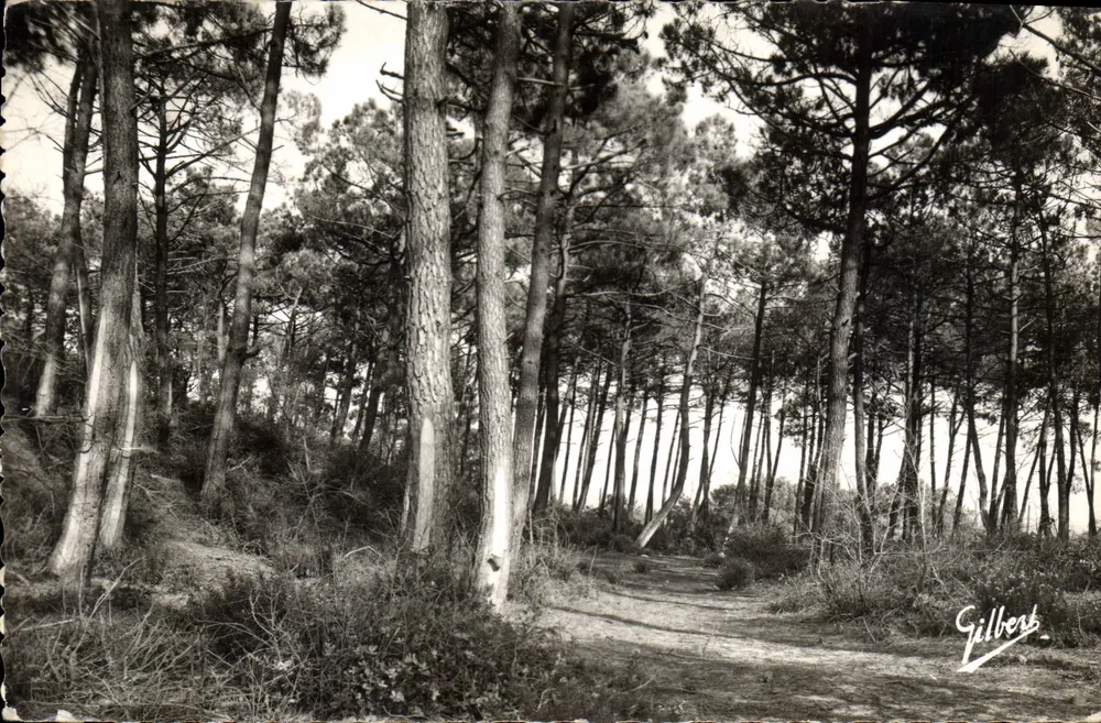 Floresta de pinheiros — Soulac-sur-Mer — Edições A. Gilbert, Soulac - Frente
