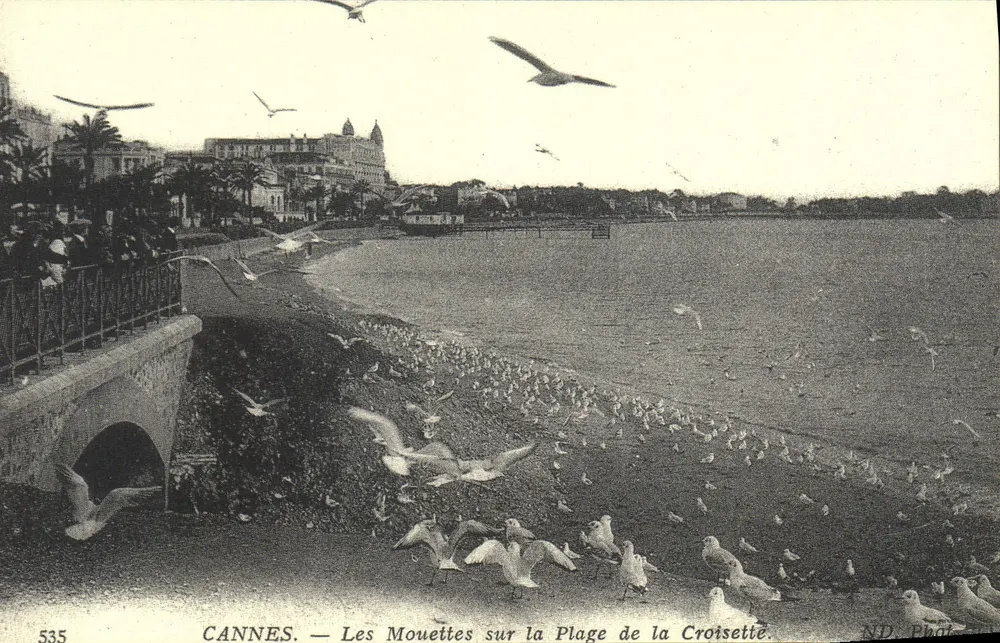 CANNES — Möwen auf dem Strand der Croisette - Vorderseite