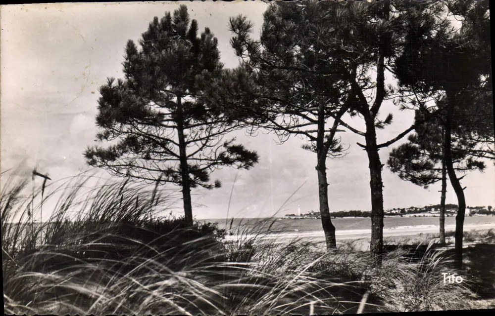 Pinheiros banhados pela praia — Saint-Georges-de-Dièpe — Tito - Frente