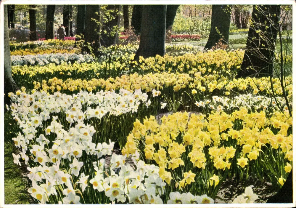 Jardim com narcisos amarelos e brancos — editor N.V. Drukkerij 'Mercurius' — n° de série D 1776 - Frente