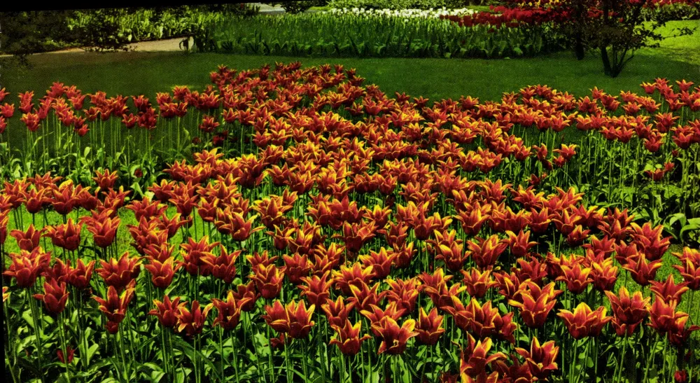 Tulpen-Garten — Holland — Verlag Keffata, Nr. 916-333 - Vorderseite
