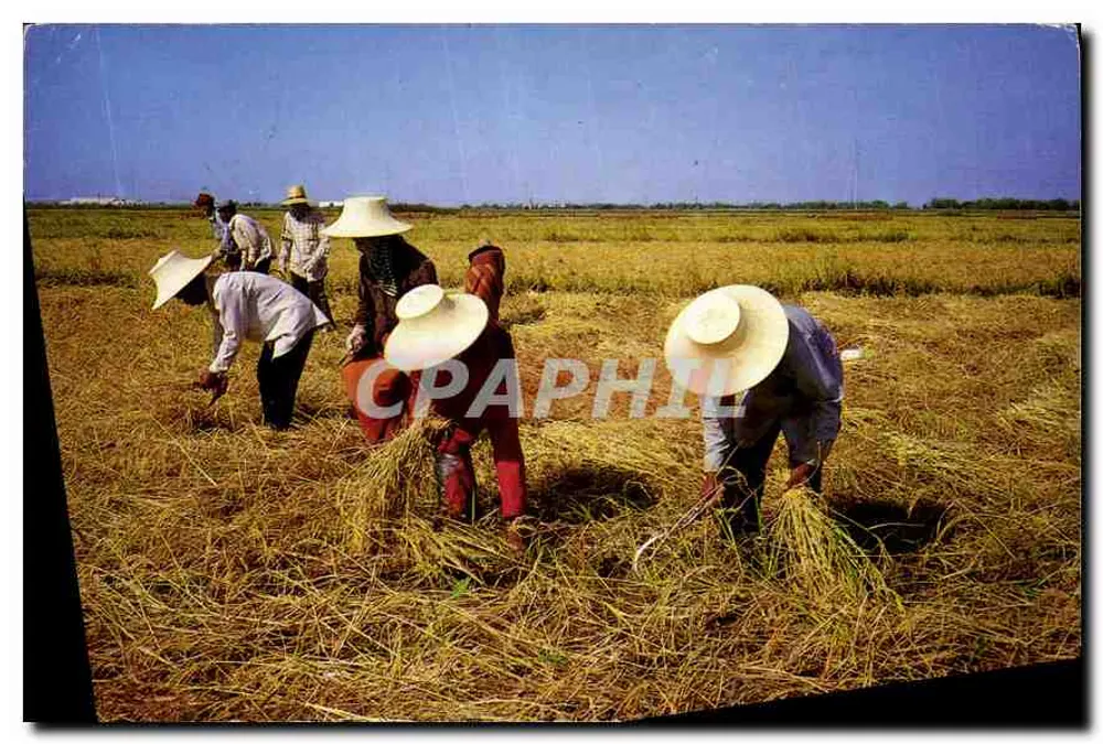 Tailândia — Colheita de arroz — Phiorntip Philat. Ltd., Part. Tel. 233 5289 - Frente