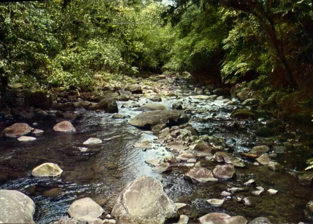 Rivière Bras David — Guadeloupe — éditeur Antilles Touristiques, n° 283 - Awers