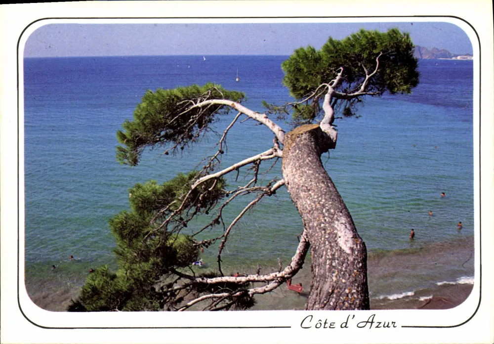 Côte d'Azur — Pin morski — Wydawca nieznany - Awers